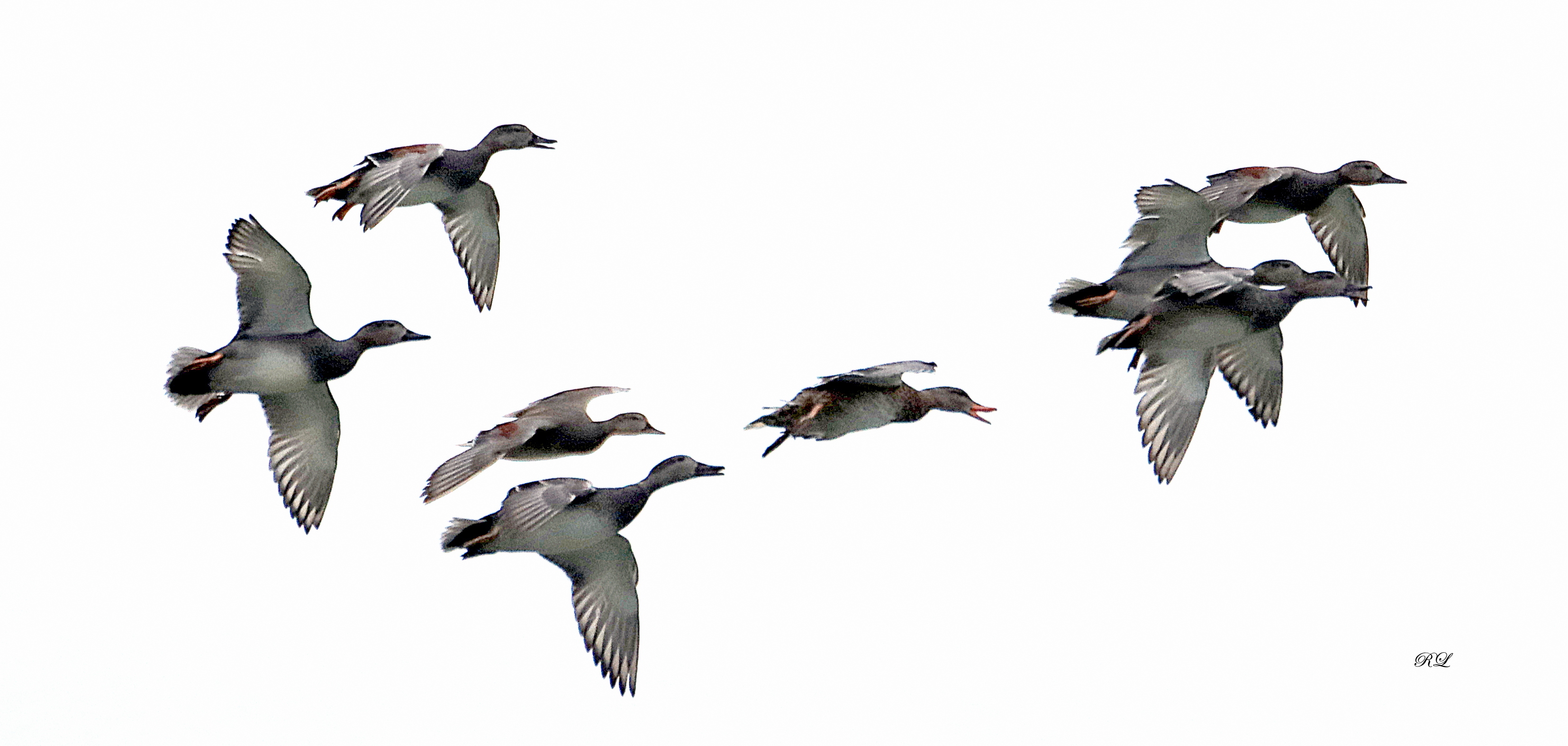 IMG_6570.JPG (1.15 MB)