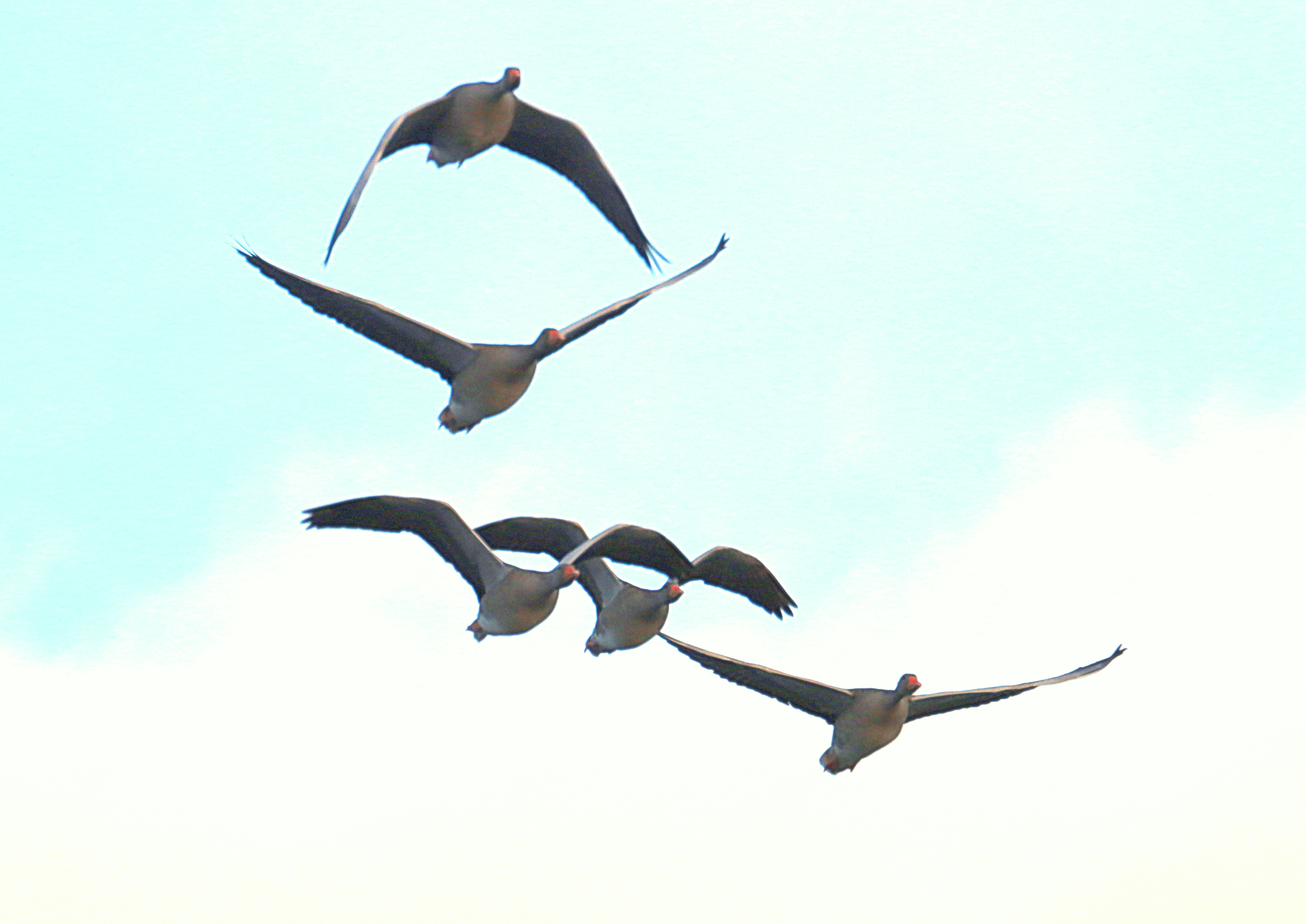 IMG_7246.JPG (2.58 MB)