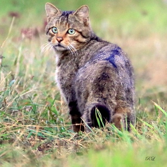 Image4 carr&eacute;e.jpg (95 KB)