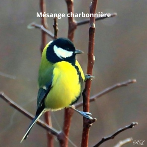 M&eacute;sange charbonni&egrave;re c.png (122 KB)