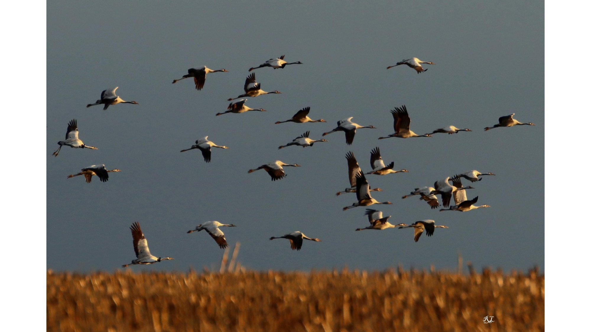 QUAND LES GRUES CENDREES_page-0011.jpg (905 KB)