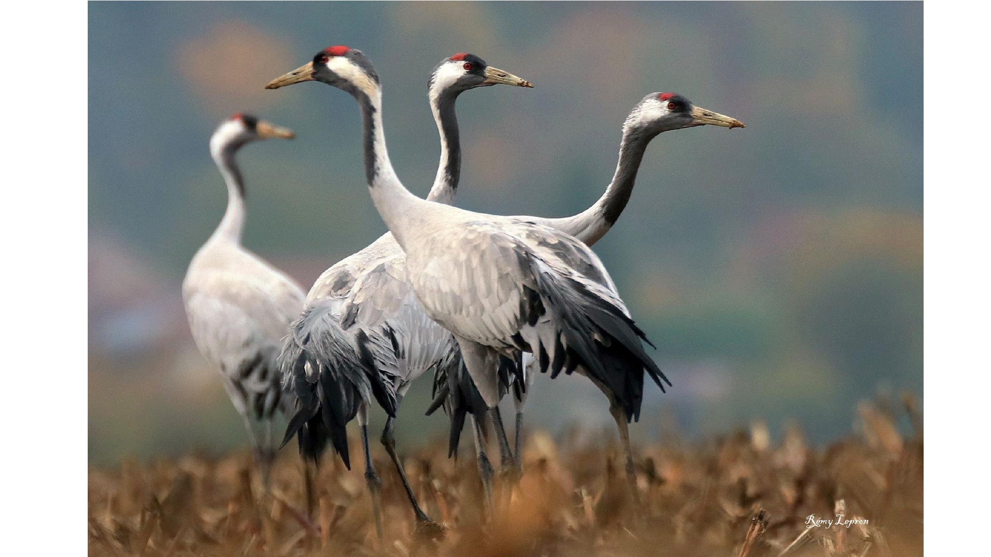 QUAND LES GRUES CENDREES_page-0029.jpg (1.18 MB)