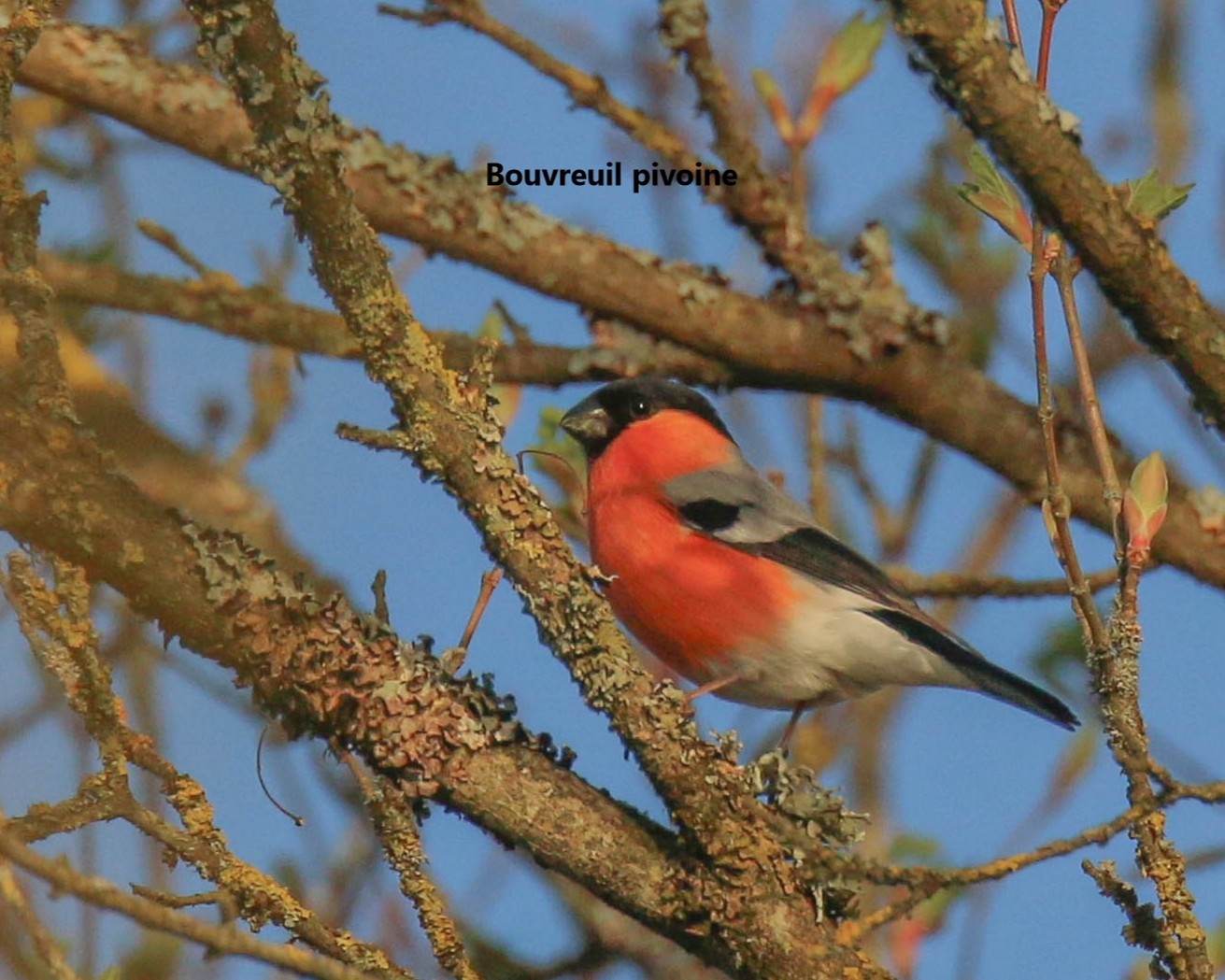 02 Bouvreuil pivoine.jpg (277 KB)