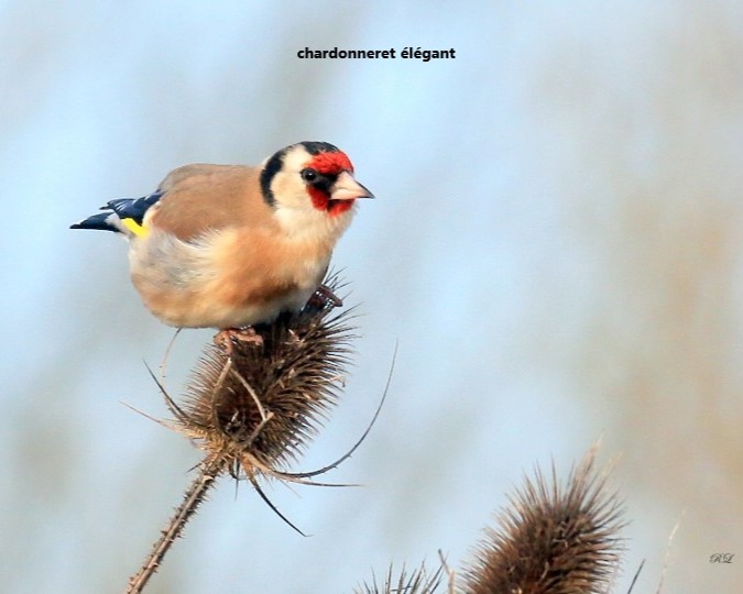 03 Chardonneret.jpg (59 KB)