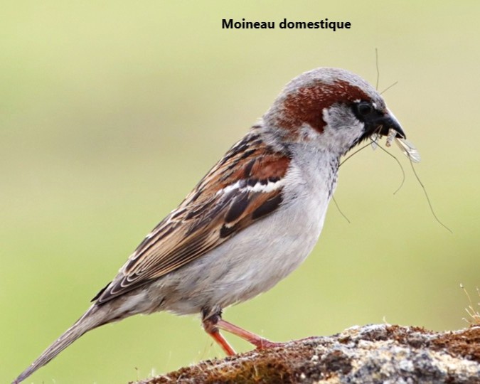 07 Moineau domestique.jpg (63 KB)