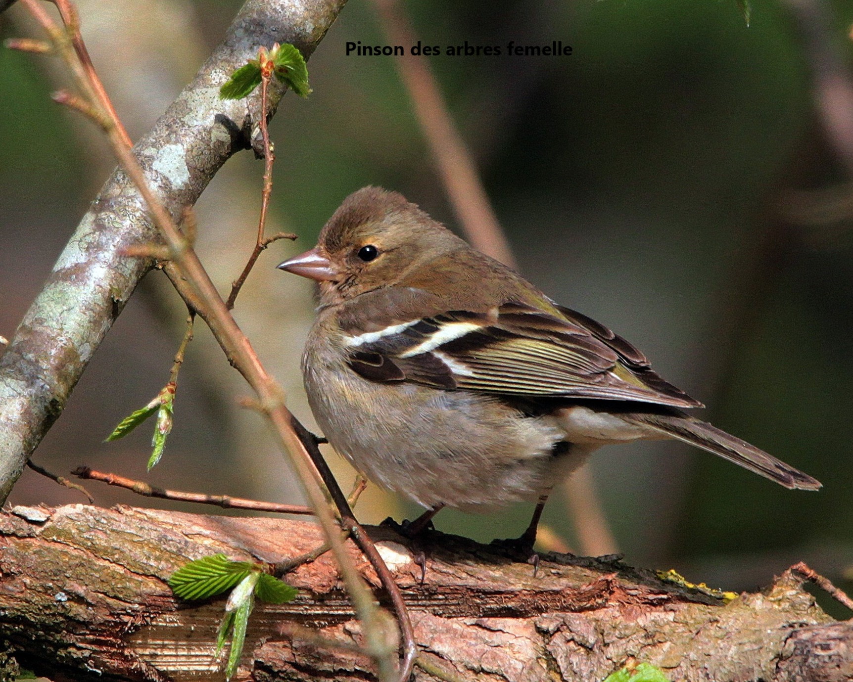 10 Pinson des arbres femelle.jpg (705 KB)