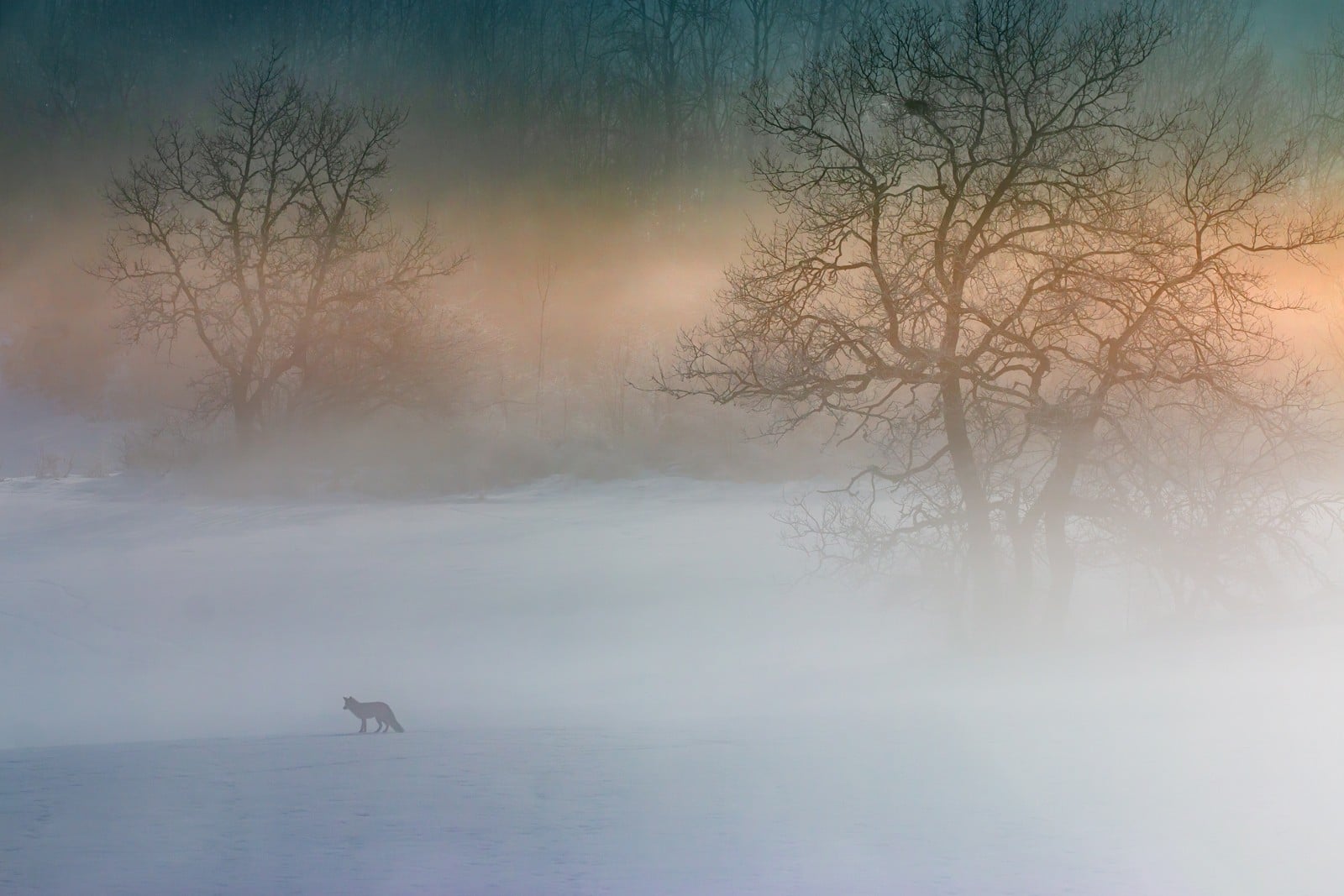 7287931f-3de4-4045-8cdc-784bd3aeaad2.jpg (162 KB)