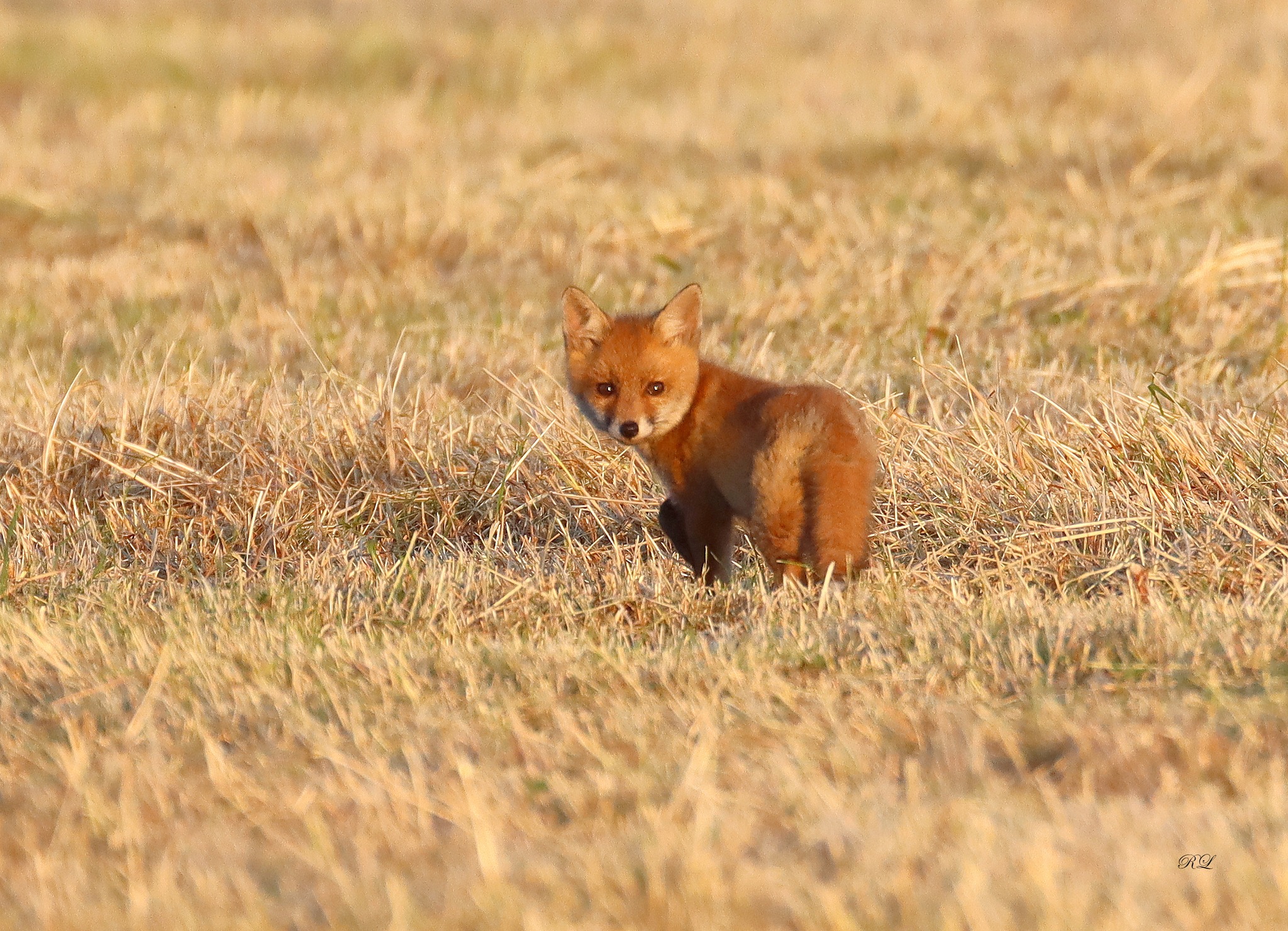 renardeau soleil.jpg (972 KB)