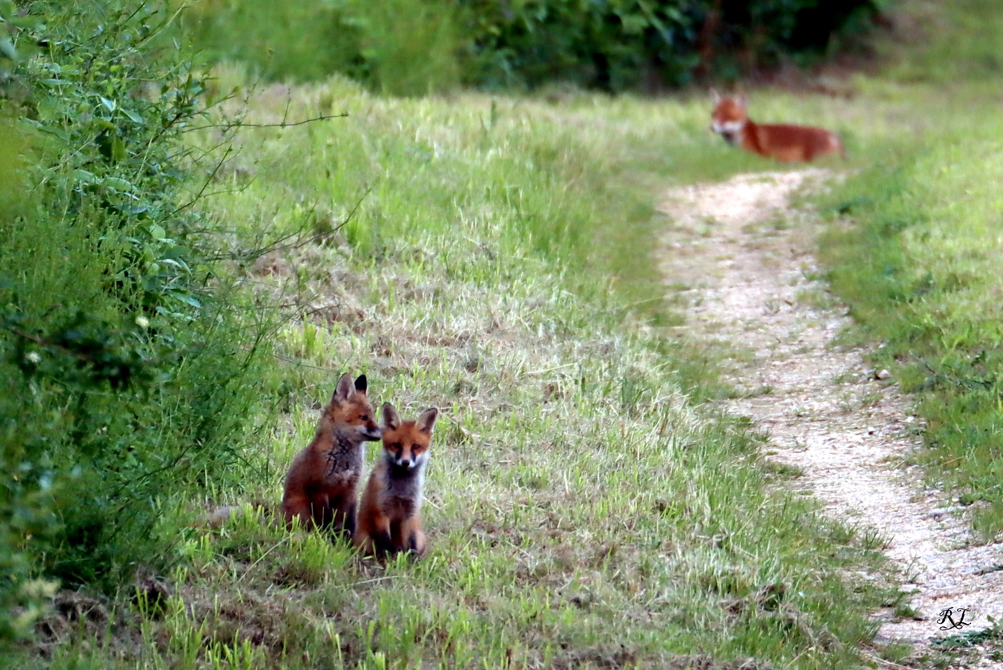 renardeaux.jpg (770 KB)